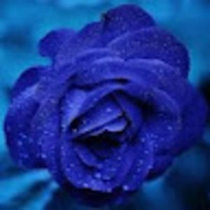 Meet your Posher, Emilia